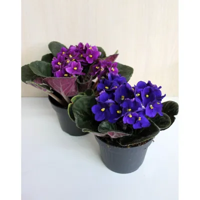 Изображение Сенполии (узамбарской фиалки) - красивое растение для добавления красок в интерьер дома