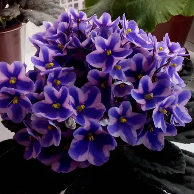 Картинка Сенполии (узамбарской фиалки) - нежное растение для создания приятной атмосферы в доме