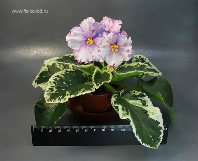 Картинка Сенполии (узамбарской фиалки) - нежное растение для создания романтической атмосферы в доме