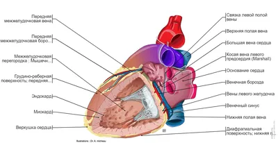 анатомия сердце | Анатомия, Анатомия человека, Учащиеся медучилища