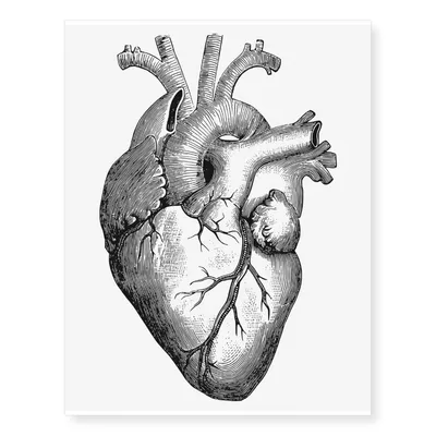 Сердце человека картинка анатомия