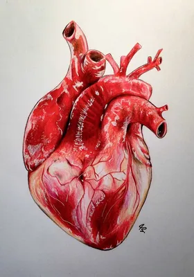 Рисунок сердца в разрезе - 74 фото