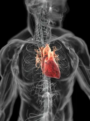 Анатомия сердца | Пикабу