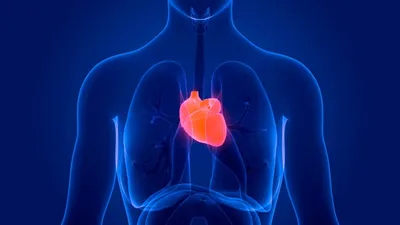 анатомия сердца, медицинское изображение, картина сердечных артерий, сердце  фон картинки и Фото для бесплатной загрузки