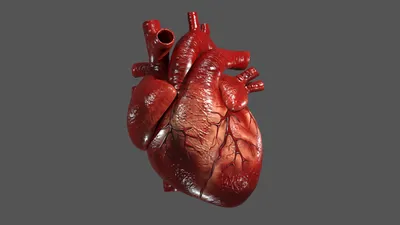 Анатомия Сердца Системы Кровообращения Человека стоковое фото ©magicmine  506180522