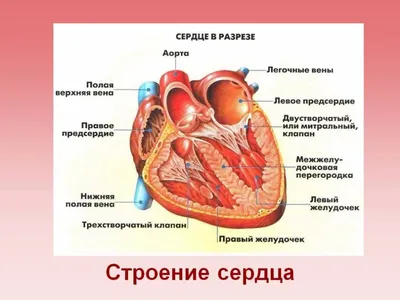 Сердце 3D model - Скачать Анатомия на 3DModels.org
