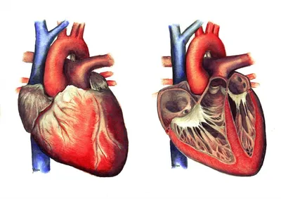 Анатомия сердца - 3D-сцены - Цифровое образование и обучение Мozaik