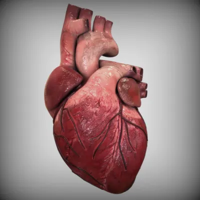 Строение сердца, сердце в разрезе | Анатомия, Анатомия сердца, Анатомия  человека