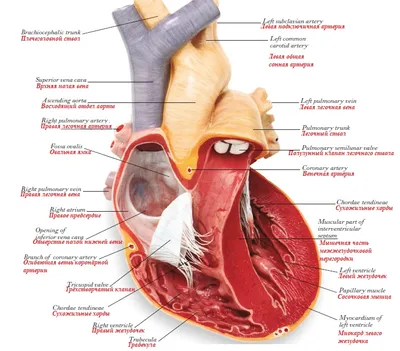 Анатомия сердца человека рентген внутренних органов 3d иллюстрация модели |  Премиум Фото