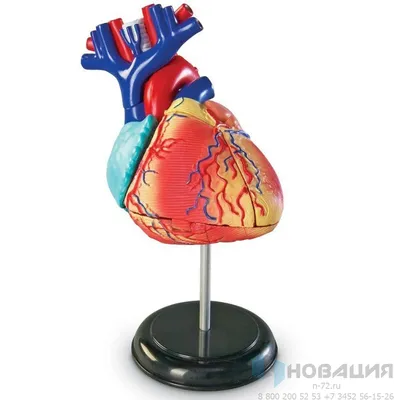 Анатомия сердца стоковое фото. изображение насчитывающей анархиста -  75699858