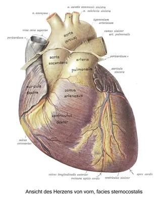 Медицинский плакат \"Сердце человека, анатомия и физиология\" - 1002264 -  VR6334L - ZVR6334L - Herz-Kreislauf-System - 3B Scientific