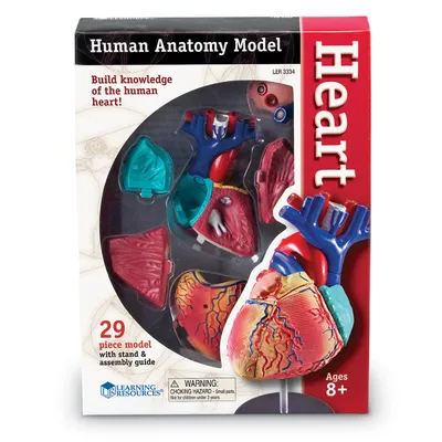 Сердце человека картинка анатомия
