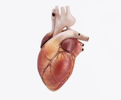 Сердце человеческое анатомия плавные …» — создано в Шедевруме