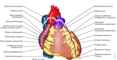 Анатомия сердца изолированной на белом фоне Иллюстрация вектора -  иллюстрации насчитывающей камера, предмет: 182951505