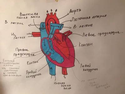Сердце человека: где находится, как выглядит и работает, почему может болеть