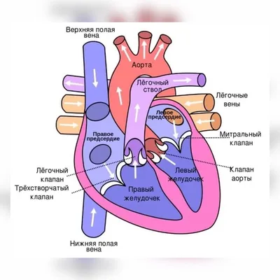Развивающая игрушка \"Анатомия человека. Сердце\" (29 элементов)