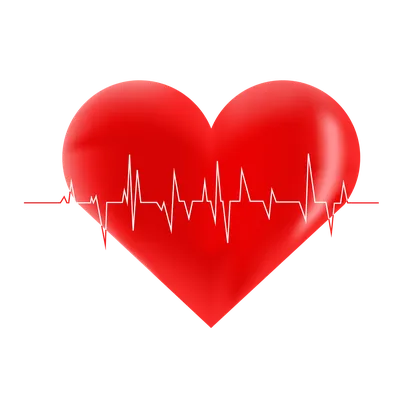 Реалистичное сердце, анатомия Stock Vector | Adobe Stock
