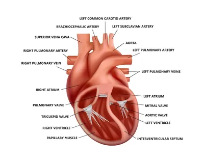Человеческое сердце дизайн | Бесплатно Фото