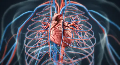 сердце.рисунок. | Анатомия, Медицина, Биология