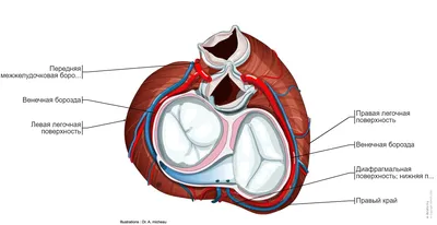 Реальные Сердца Изолированных На Черноммодель Анатомии Человека — стоковые  фотографии и другие картинки Анатомия - iStock
