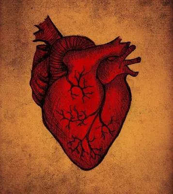 Структура Сердца Для Классного Образования — стоковые фотографии и другие  картинки Сердце - Сердце, Анатомия, Внутренний орган - iStock