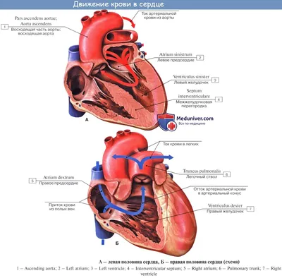 Анатомия Человека Сердце От Здорового Тела На Синий И Черный Фон Графика  Как Медицинский Символ Здравоохранения Внутреннего Сердечно-сосудистой  Органа. Фотография, картинки, изображения и сток-фотография без роялти.  Image 11718539