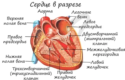 Реалистичная анатомия сердца в разрезе с описанием схема анатомически  правильного сердца | Премиум векторы