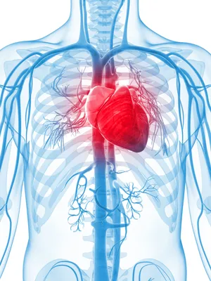 Кровоснабжение сердца - Анатомия грудной клетки - Хирургическая анатомия  грудной клетки - Цікава інформація медичної спрямованості - Анатомія людини