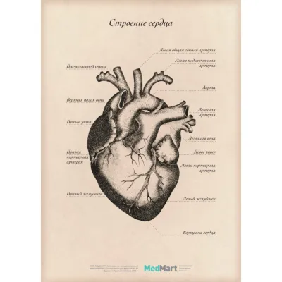 Сердце в женских руках стоковое фото. изображение насчитывающей здоровье -  29096624