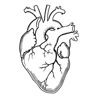 Как Нарисовать Сердце Человека (58 Фото)