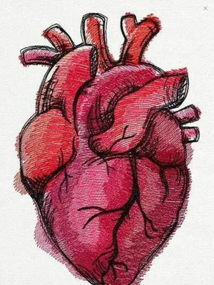 Сердце настоящее рисунок - фото и картинки abrakadabra.fun