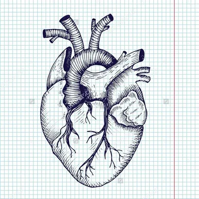 Сердце человека рисунок карандашом для срисовки - 77 фото