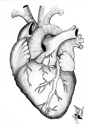 Как нарисовать сердечко карандашом: поэтапные уроки для детей.  Мастер-класс, как рисовать красивое сердце на листе бумаги А4