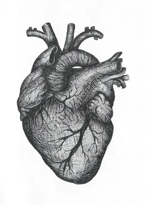 Любое национальное сердце карандашом. Красивое красивое сердце любое  национальное карандашом на синем фоне. Иллюстрация штока - иллюстрации  насчитывающей волнисто, мило: 176027876