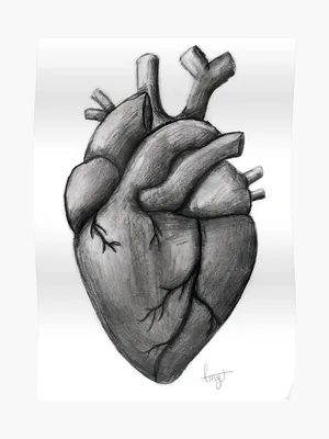 Сердце человека рисунок карандашом - 65 фото