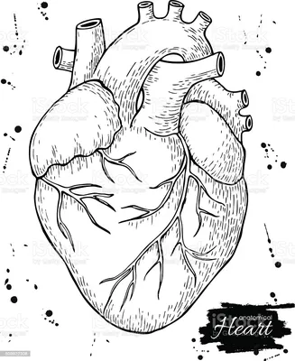 Сердце карандашом на листе бумаги Стоковое Изображение - изображение  насчитывающей люк, украшение: 168245651
