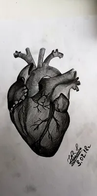 Сердце человека рисунок карандашом легко (45 фото) » Рисунки для срисовки и  не только