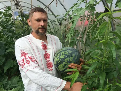 Первый урожай арбузов на Брестчине. Они созрели на месяц раньше обычного