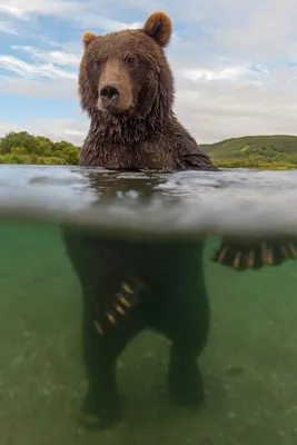 Погоня. Фотограф Сергей Горшков