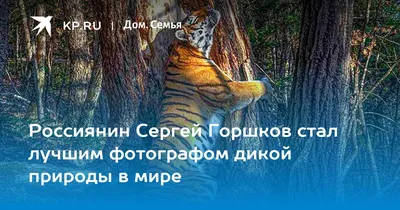 У меня четкая позиция – никогда не прячусь от медведя\". Один на один с  хищником: как работает \"медвежий фотограф\" из России | zorkinadventures |  Дзен