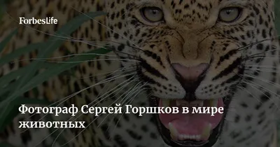 Сергей Горшков - победитель Wildlife Photographer of the Year в 2020 году -  KP.RU