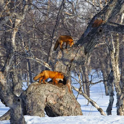 Разбор итогов самого престижного конкурса фотографий дикой природы. Сергей  Горшков - YouTube