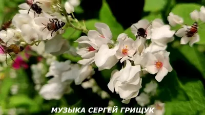 Музыка Для Души ,,ПРО ЖИЗНЬ ,,Музыка Сергей Грищук - YouTube