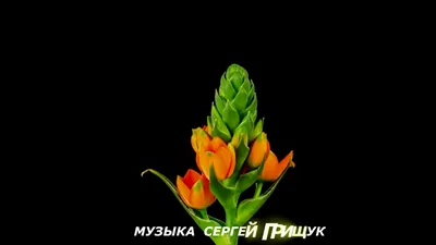 Сергей Грищук - Apple Music