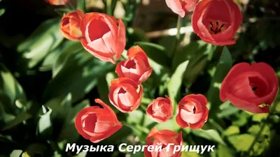 Ольга (@www.tiktok.comolga8)'s videos with Так бывает - Сергей Грищук |  TikTok