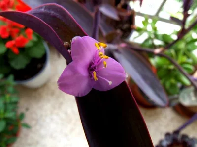 Фотография Сеткрезии: идеальное растение для вашего дома