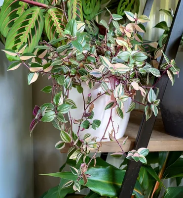 Изображение Сеткрезии: растение, которое украсит любую комнату