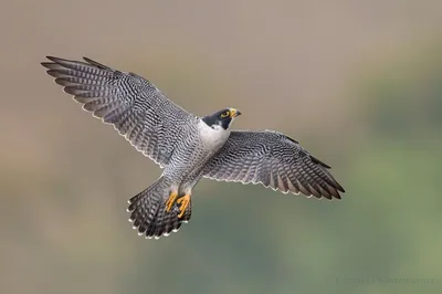 Северное Gannet в гнезде с белым яичком Птицы моря на утесе побережья  Красивейшие птицы в влюбленности Пары животных на острове H Стоковое Фото -  изображение насчитывающей фауна, канада: 80566872