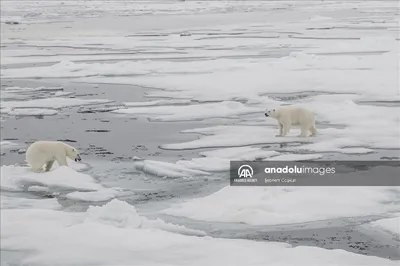 Пазлы для малышей деревянные Нескучные игры Набор Зоопазл Африка + Северный  полюс купить по цене 825 ₽ в интернет-магазине Детский мир