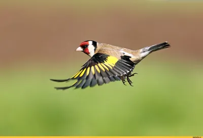 Щегол черноголовый (Carduelis carduelis)